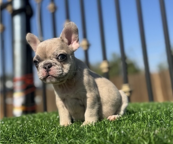 Medium Photo #12 French Bulldog Puppy For Sale in TULSA, OK, USA