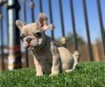Small #11 French Bulldog