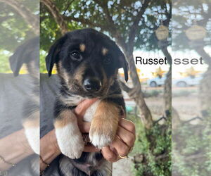 Border Collie-Pembroke Welsh Corgi Mix Dogs for adoption in Turlock, CA, USA