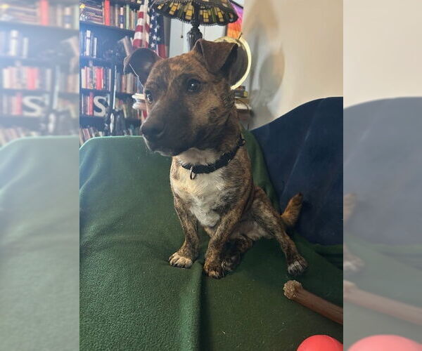 Medium Photo #9 Mutt Puppy For Sale in Rockaway, NJ, USA