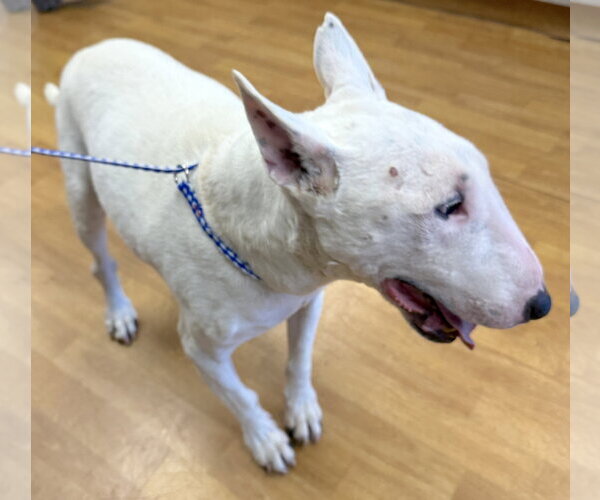 Medium Photo #4 Bull Terrier Puppy For Sale in Mount Airy, NC, USA