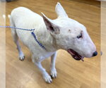 Small #3 Bull Terrier