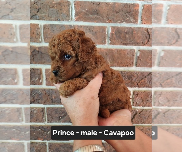Medium Photo #5 Cavapoo (Miniature) Puppy For Sale in CLARKRANGE, TN, USA