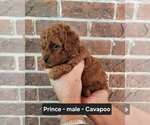 Small #4 Cavapoo (Miniature)