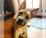Small #10 Mutt