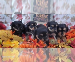 Yorkshire Terrier Puppy for Sale in AKRON, Ohio USA