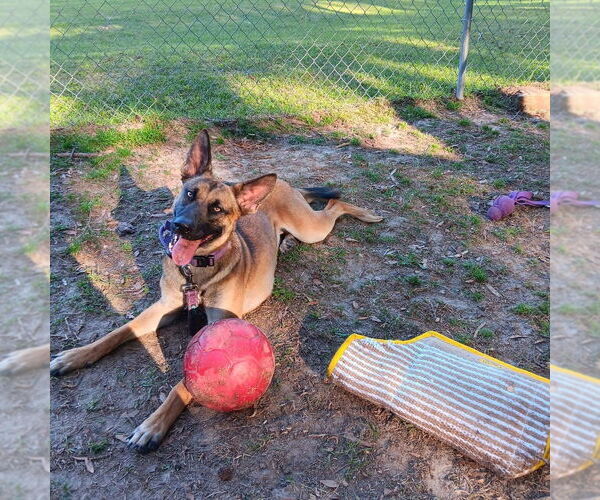 Medium Photo #2 German Shepherd Dog-Unknown Mix Puppy For Sale in Imlay City, MI, USA