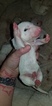 Small Photo #18 Bull Terrier Puppy For Sale in JACKSON, MI, USA