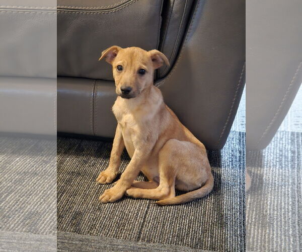 Medium Photo #1 Chihuahua-Unknown Mix Puppy For Sale in Virginia Beach, VA, USA