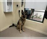 Small German Shepherd Dog