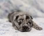 Small Photo #6 French Bulldog Puppy For Sale in NORTH SACRAMENTO, CA, USA