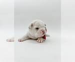 Small Photo #18 French Bulldog Puppy For Sale in PEARLAND, TX, USA