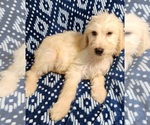 Small Photo #14 Labradoodle Puppy For Sale in AIKEN, SC, USA