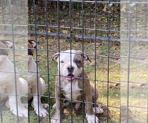 American Bulldog Puppy for sale in SPRINGDALE, AR, USA