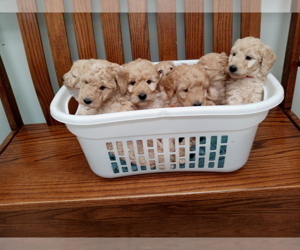 Medium Photo #3 Goldendoodle-Poodle (Miniature) Mix Puppy For Sale in NORTH LIBERTY, IN, USA