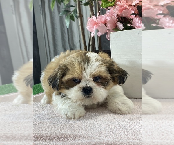 Medium Photo #7 Shih Apso Puppy For Sale in CANOGA, NY, USA