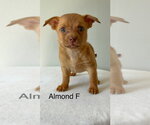 Almond #5791 - Female Chihuahua-Unknown Mix Dog for Adoption - Small photo