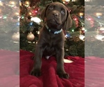 Small Photo #2 Labrador Retriever Puppy For Sale in CANAL WINCHESTER, OH, USA