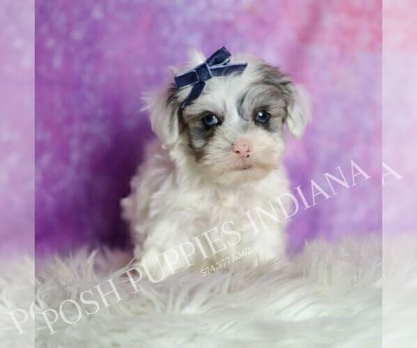 Medium Photo #32 Maltipoo (Toy) Puppy For Sale in WARSAW, IN, USA