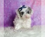 Small #2 Maltipoo (Toy)