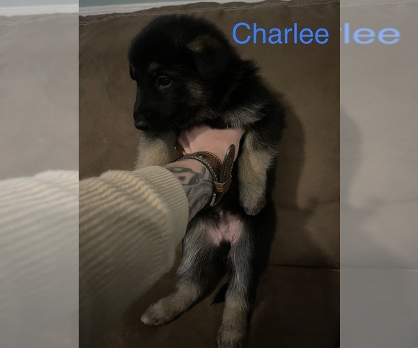 Medium Photo #5 German Shepherd Dog Puppy For Sale in GREER, SC, USA