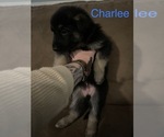 Small Photo #5 German Shepherd Dog Puppy For Sale in GREER, SC, USA