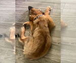 Small #1 Anatolian Shepherd Mix