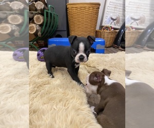 Boston Terrier Puppy for sale in FREDONIA, KS, USA