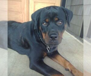Mother of the Rottweiler puppies born on 08/08/2025