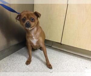 Chihuahua Dogs for adoption in Riverside, CA, USA