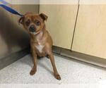 OTTIE - Female Chihuahua Dog for Adoption - Small photo