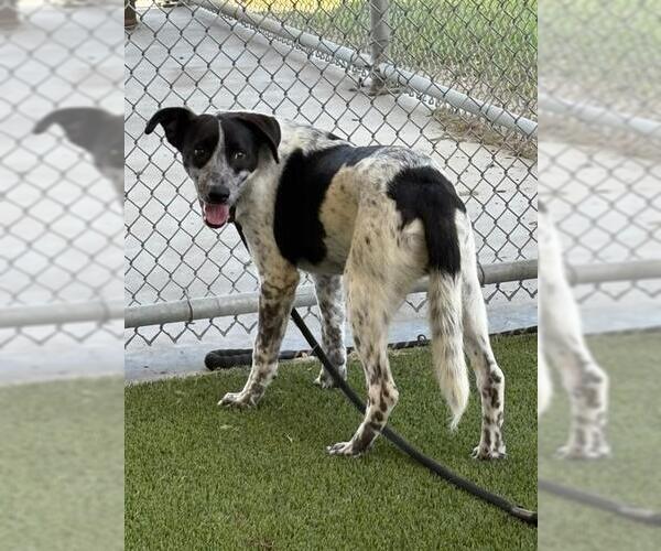 Medium Photo #2 Border Collie-Unknown Mix Puppy For Sale in Baytown, TX, USA