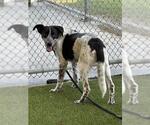 Small #1 Border Collie Mix