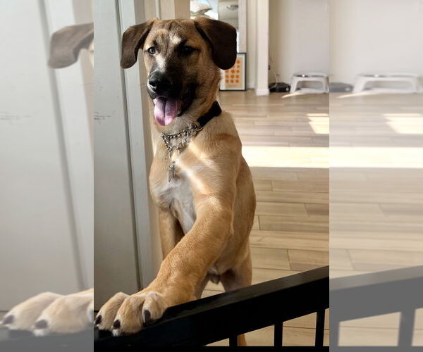 Medium Photo #13 Boxer-Unknown Mix Puppy For Sale in Dana Point, CA, USA