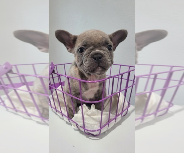 Full screen Photo #3 French Bulldog Puppy For Sale in BALDWIN PARK, CA, USA