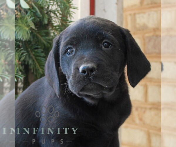 Medium Photo #1 Labrador Retriever Puppy For Sale in JONESTOWN, PA, USA