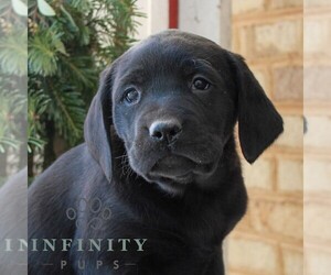 Labrador Retriever Puppy for sale in JONESTOWN, PA, USA