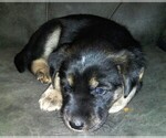 Small Photo #16 Goberian Puppy For Sale in LINCOLN, NE, USA