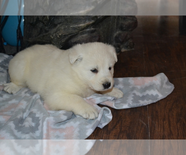 Medium Photo #4 German Shepherd Dog Puppy For Sale in GREENWOOD, WI, USA