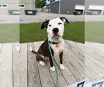 Small #3 American Staffordshire Terrier