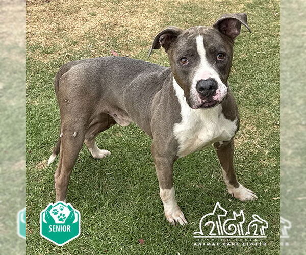 Medium Photo #1 American Pit Bull Terrier Puppy For Sale in Irvine, CA, USA