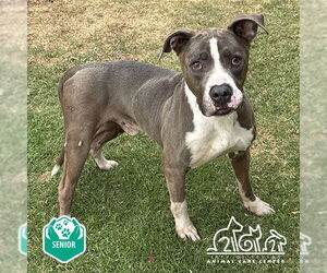 American Pit Bull Terrier Dogs for adoption in Irvine, CA, USA