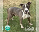 Small American Pit Bull Terrier