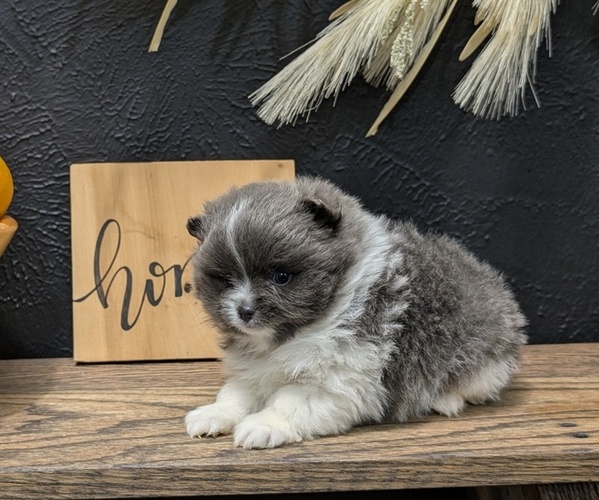 Medium Photo #24 Pomeranian Puppy For Sale in GOSHEN, IN, USA