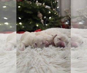 English Cream Golden Retriever Puppy for sale in SACRAMENTO, CA, USA