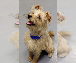 Mutt Dogs for adoption in South Bend, IN, USA