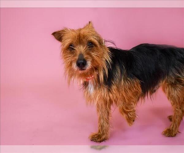 Medium Photo #1 Mutt Puppy For Sale in West Palm Beach, FL, USA