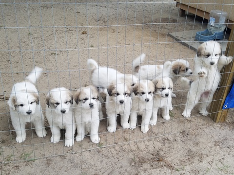 Medium Photo #1 Great Pyrenees Puppy For Sale in HOPE MILLS, NC, USA