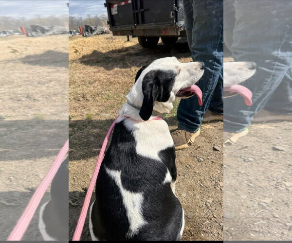 Medium Photo #4 Borador Puppy For Sale in Alexander, AR, USA