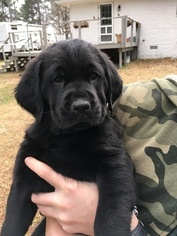 Bloodhound-Golden Retriever Mix Puppy for sale in TERRY, MS, USA